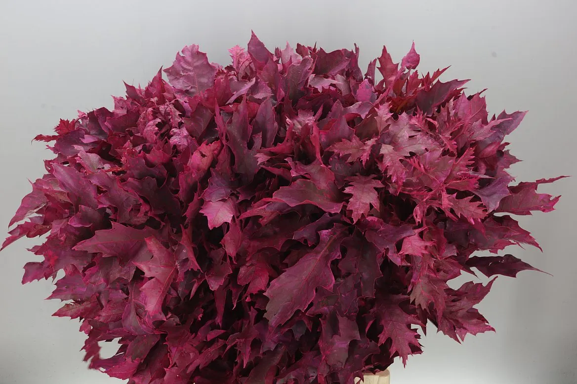 Quercus Painted Cerise • 80 cm