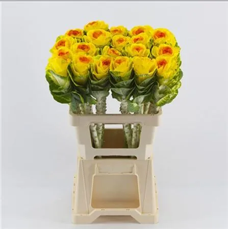 Brassica Painted Yellow Orange • 60 cm