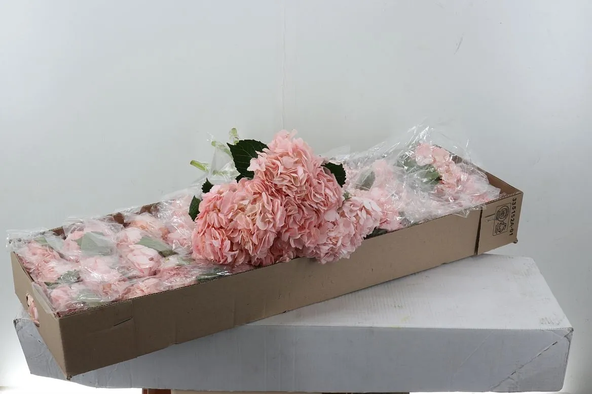 Hortenzia Pink Pale Abs. Box • 60 cm