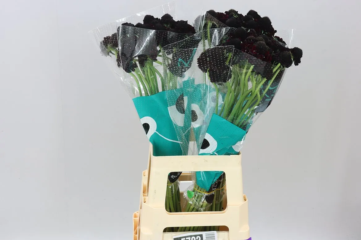 Scabiosa Atr Bb Ma Ch Scoop • 70 cm