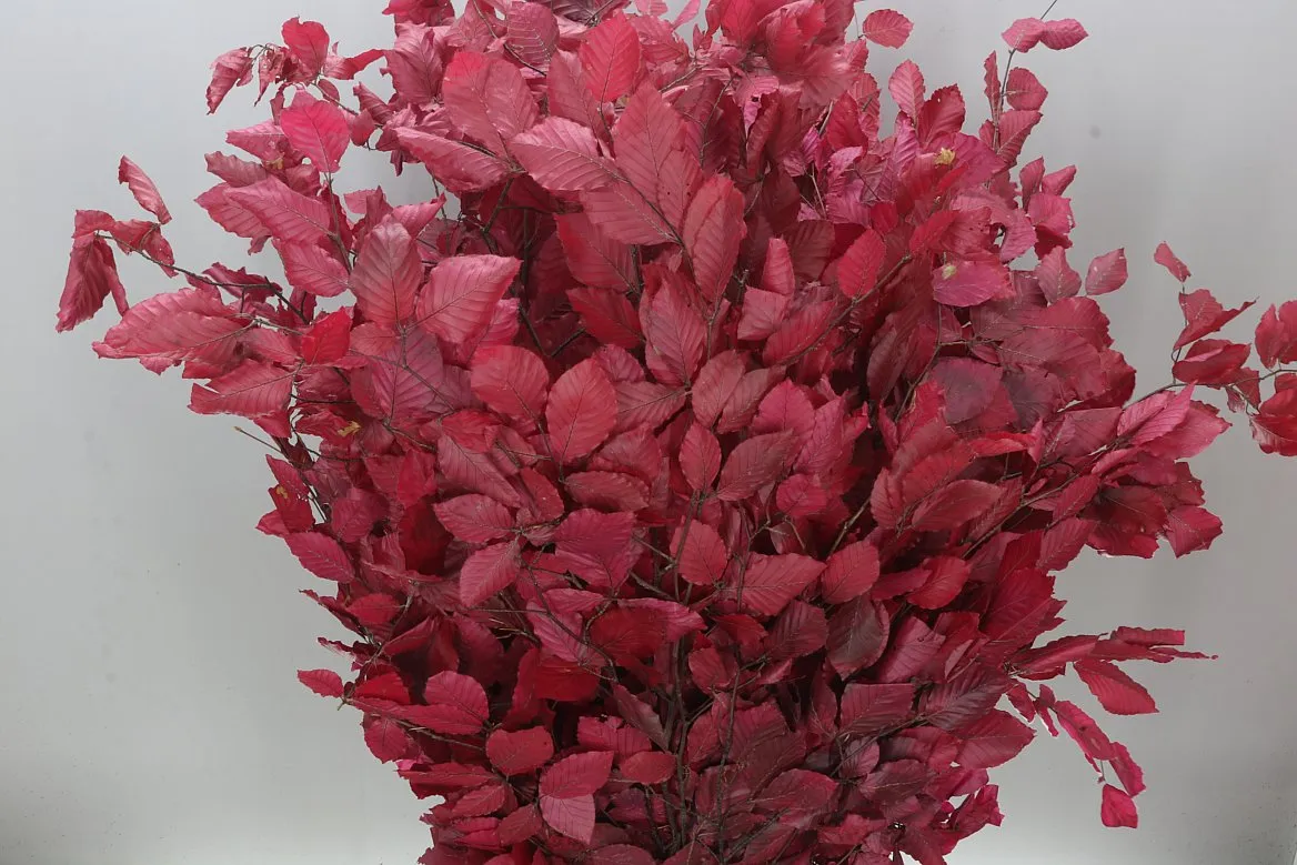 Beuk Cerise • 90 cm