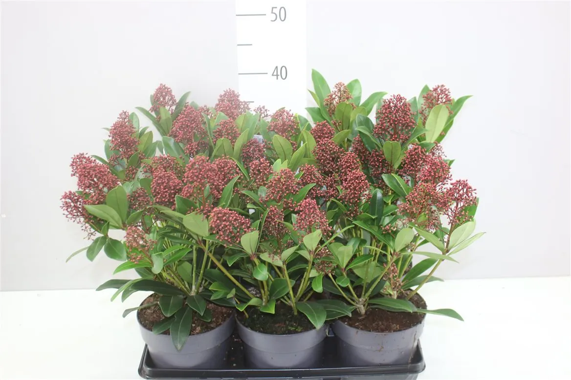 Skimmia Japonica 'rubella' 12+bloem • črepník 15 cm