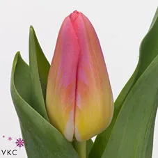 Tulipán jednoduchý Tom Pouce