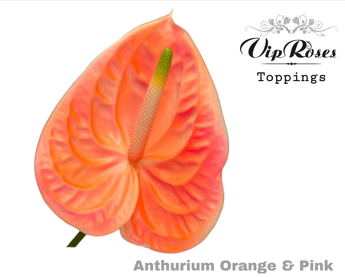 Ant A Orange & Pink • 50 cm