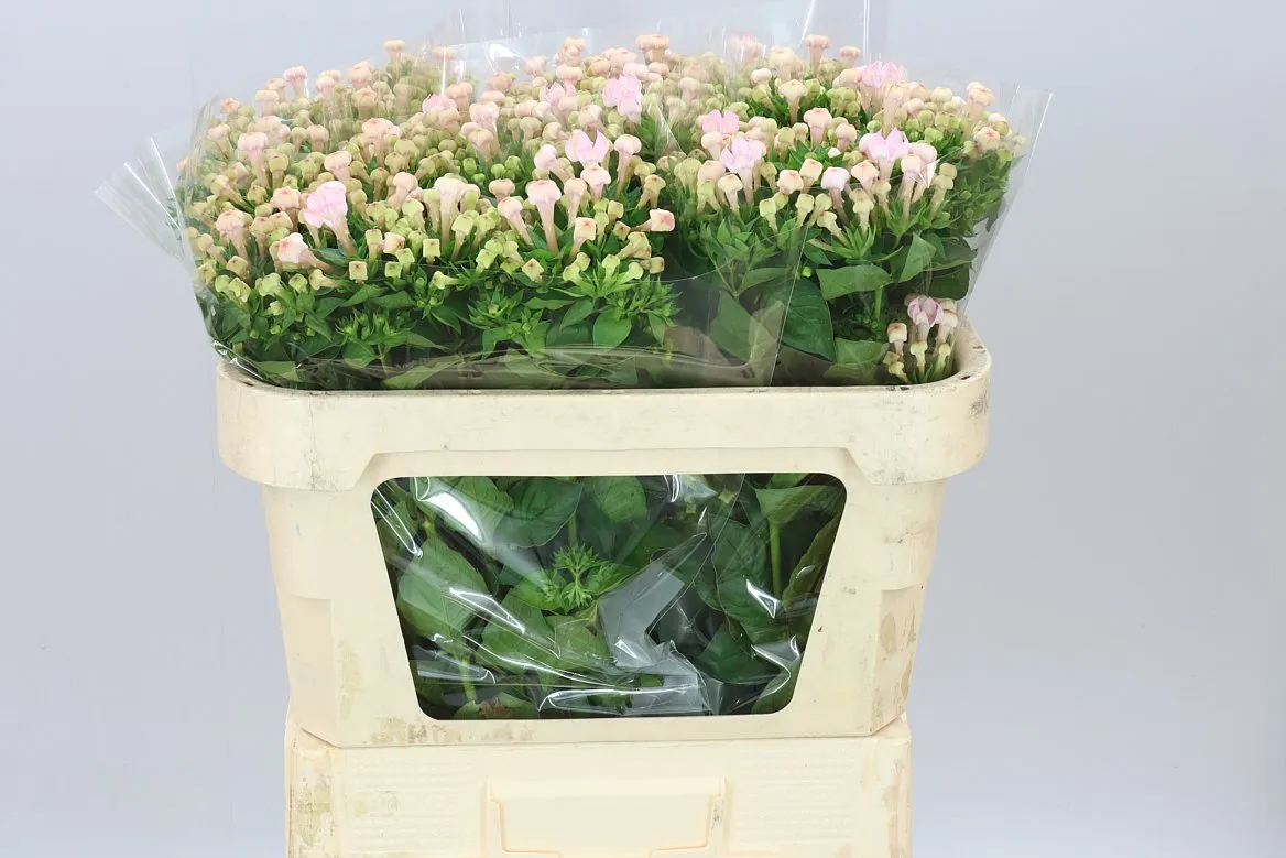 Bouv En Sweet Jewel • 70 cm