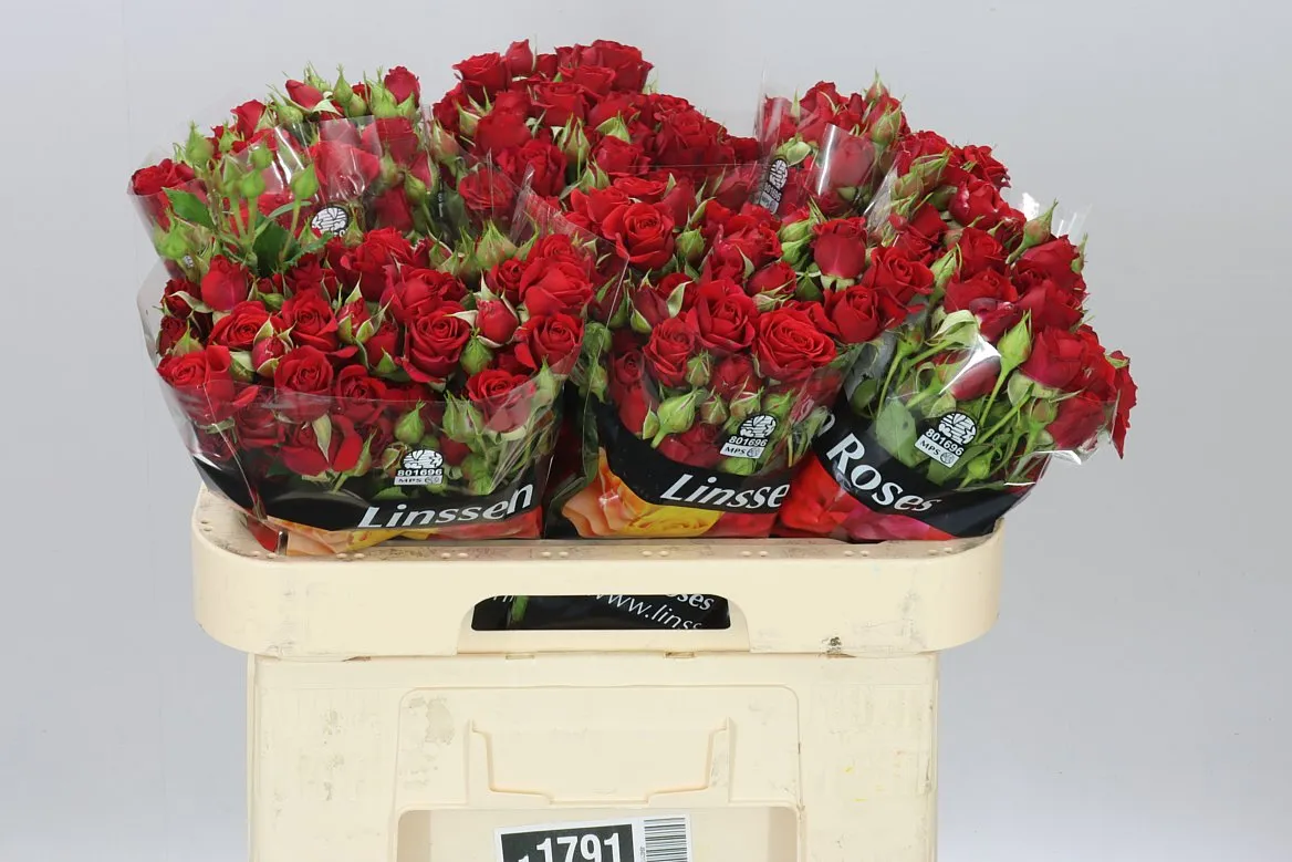 Rosa Tr Mirabel Ex • 60 cm