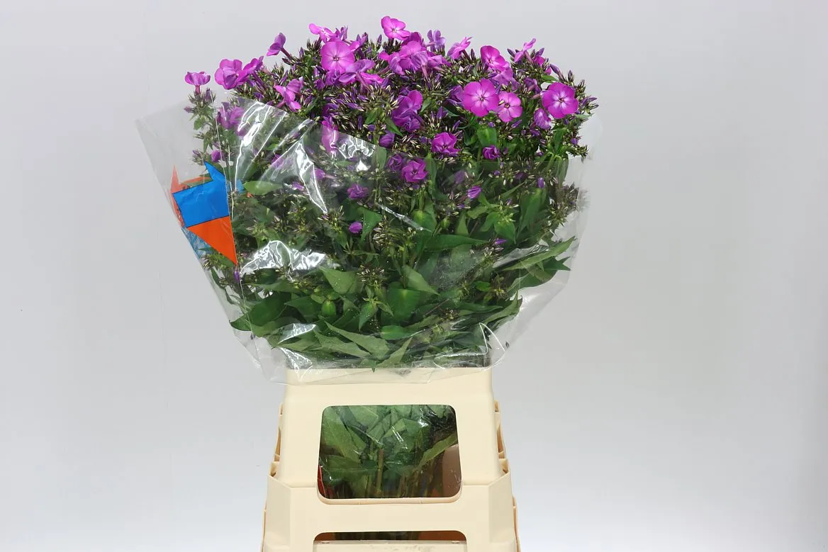 Phlox Sky Eyes • 70 cm