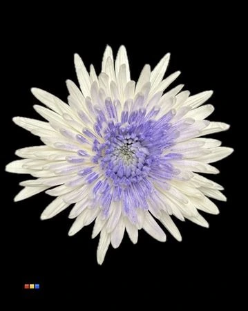 Chryzantéma veľkokvetá Ana White + Milka • 70 cm