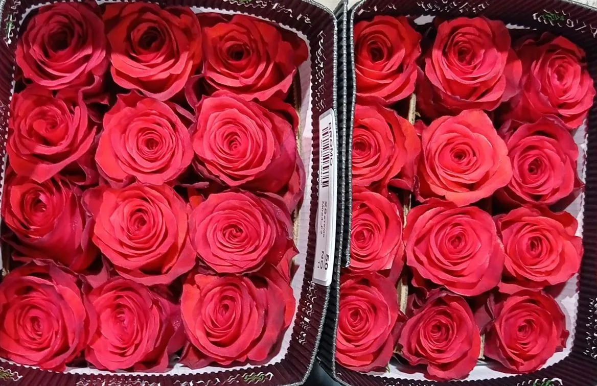 Rosa Gr Ec Bromo • 50 cm