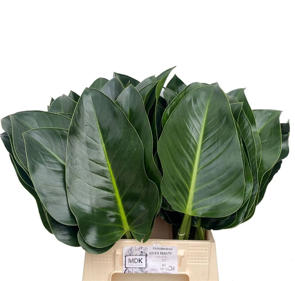 Philodendron Green Beauty • 60 cm