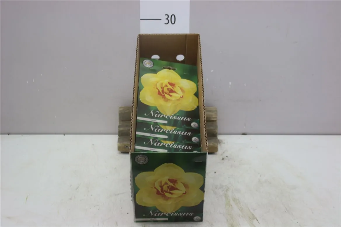 Bol Narcis Double Tahiti X5