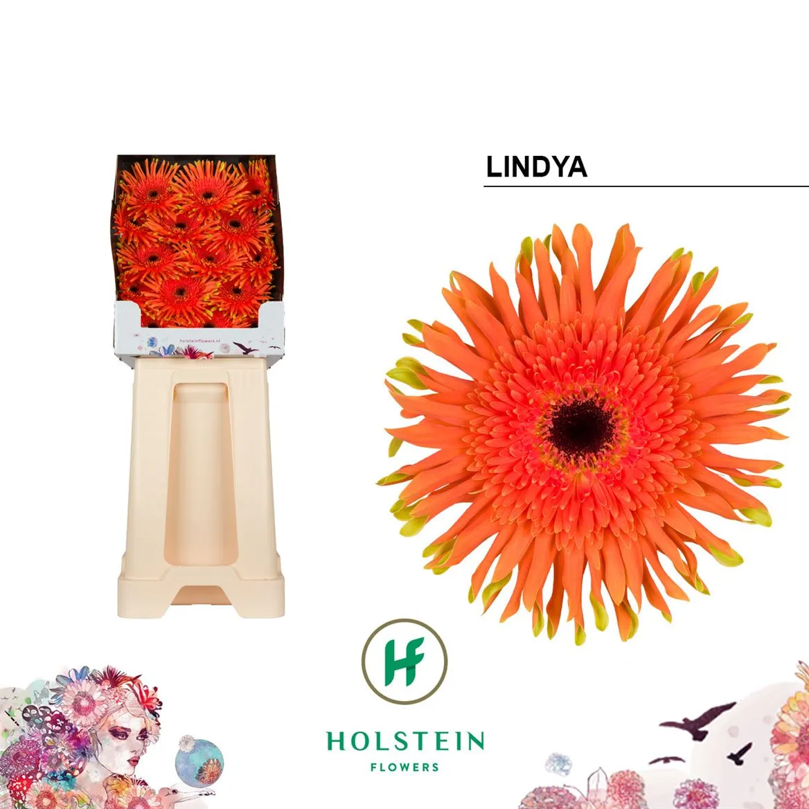 Gerbera Diamond Pasta Lindya • 55 cm