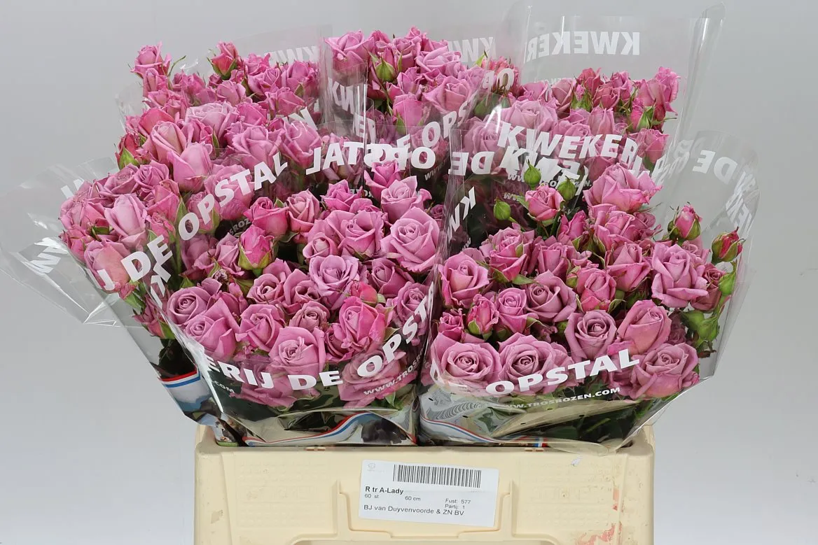 Rosa Tr Amazing Lady • 60 cm