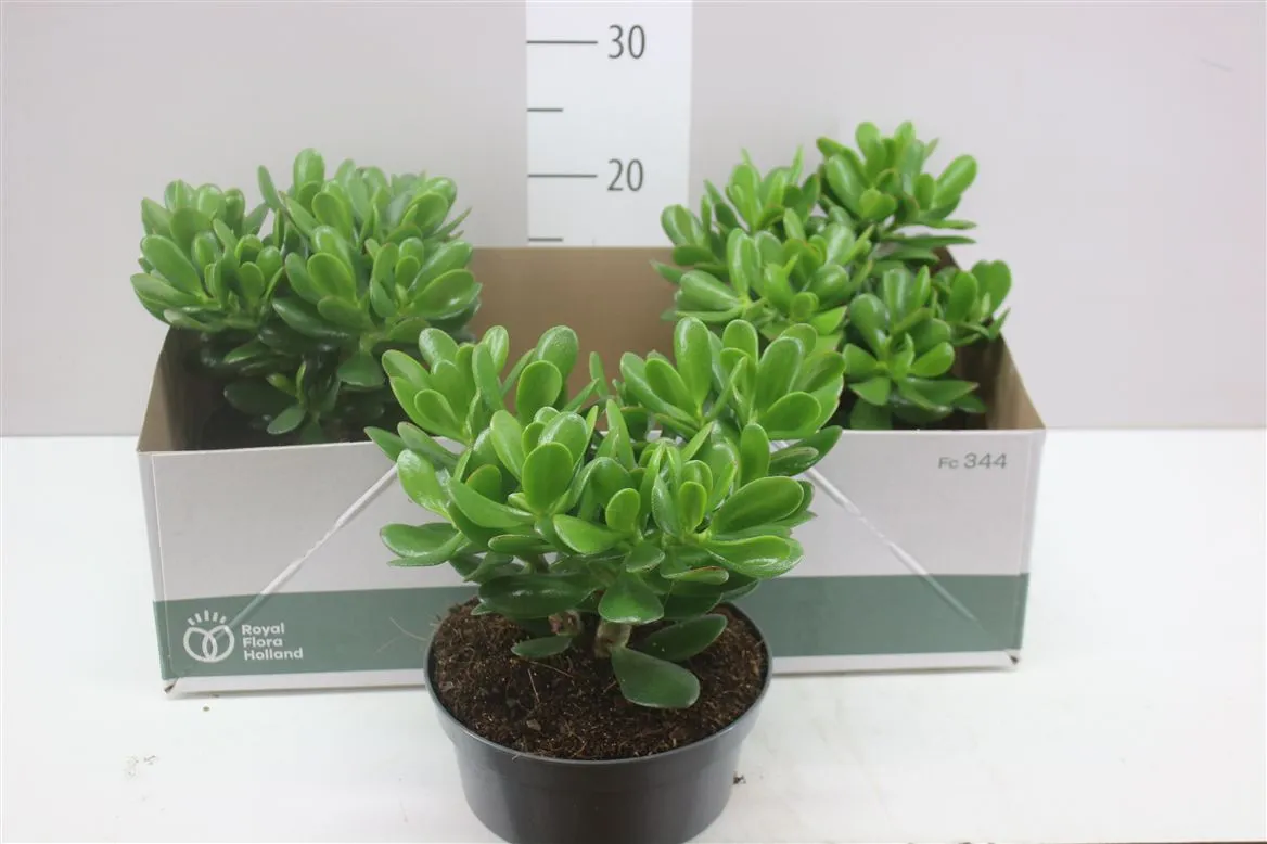 Crassula Magical Tree • črepník 20 cm