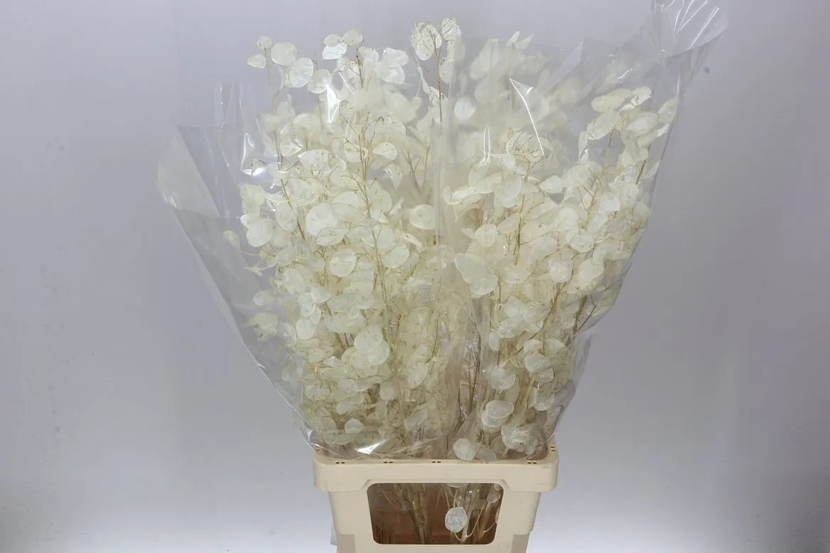 Lunaria biela • 90 cm