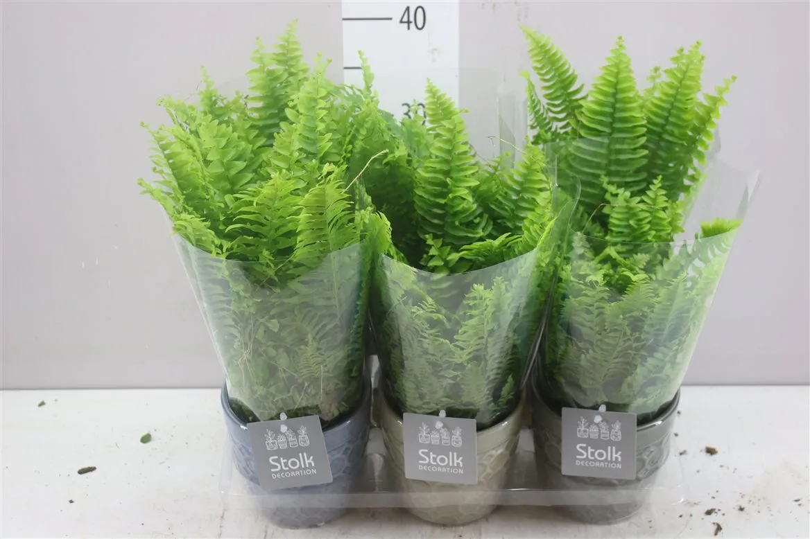 Nephrolepis Ex Vitale Gaia Keramiek • črepník 11 cm