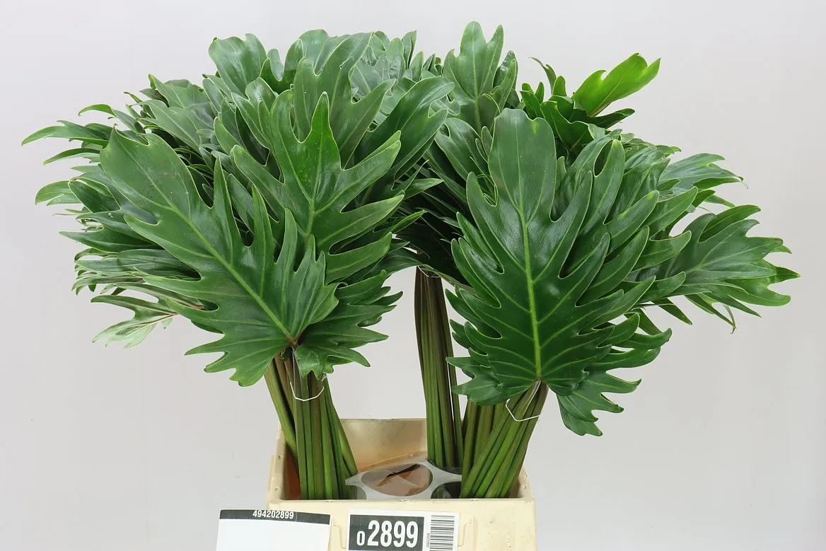 Philodendron Xanadu • 50 cm