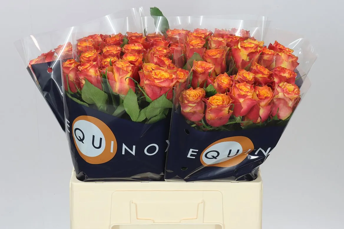 Rosa Gr Wildfox • 60 cm