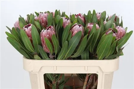 Protea Pink Ice • 70 cm