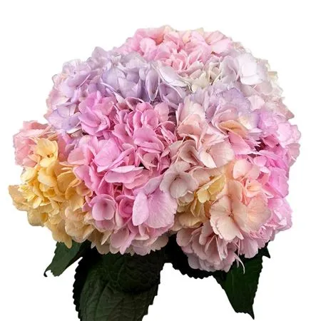 Hortenzia Rainbow Air. Box Ex • 65 cm