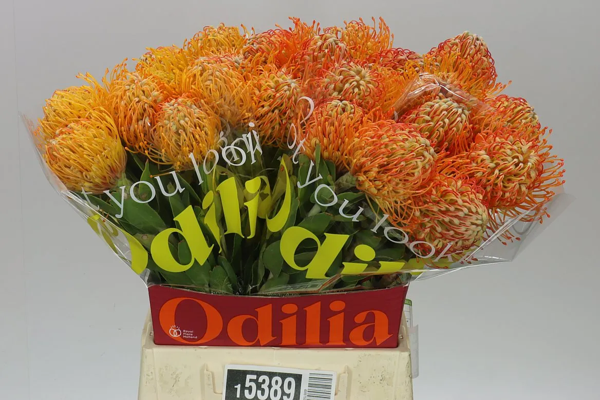 Leucospermum Jelena • 50 cm