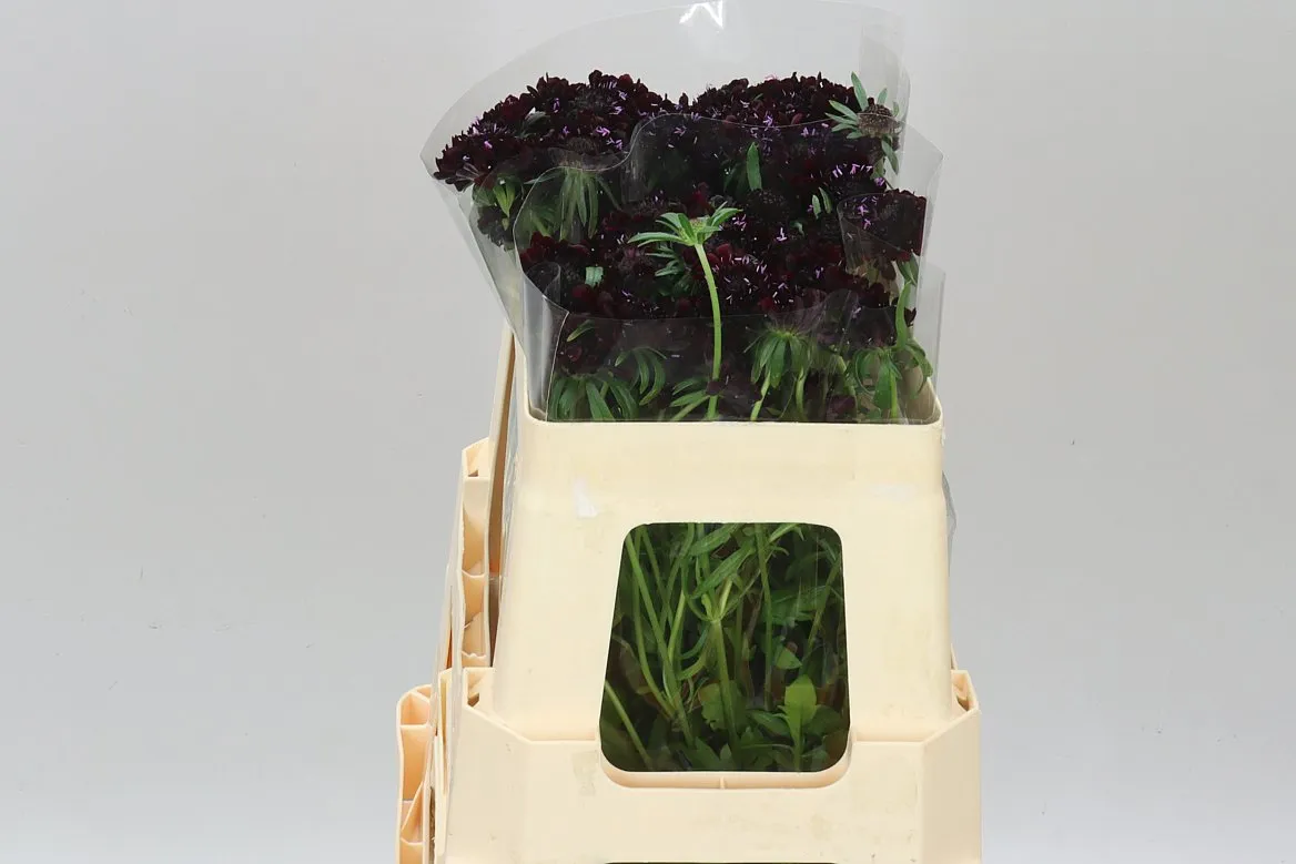Scabiosa Atr Blackberry Scoop • 55 cm