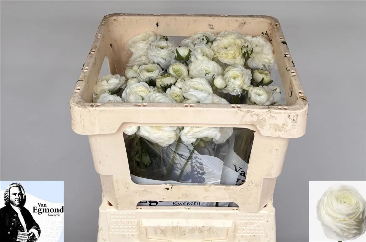 Ranunculus White • 42 cm