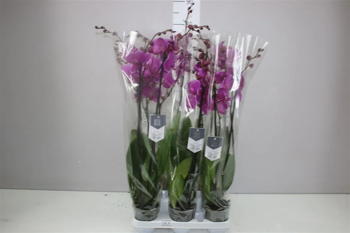 Phal Johannesburg 2 Tak • črepník 12 cm