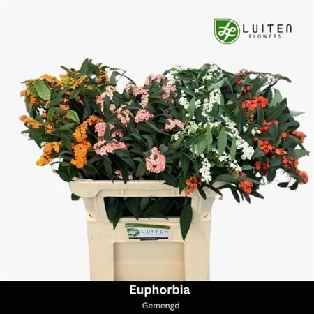 Euphorbia Fu mix • 65 cm