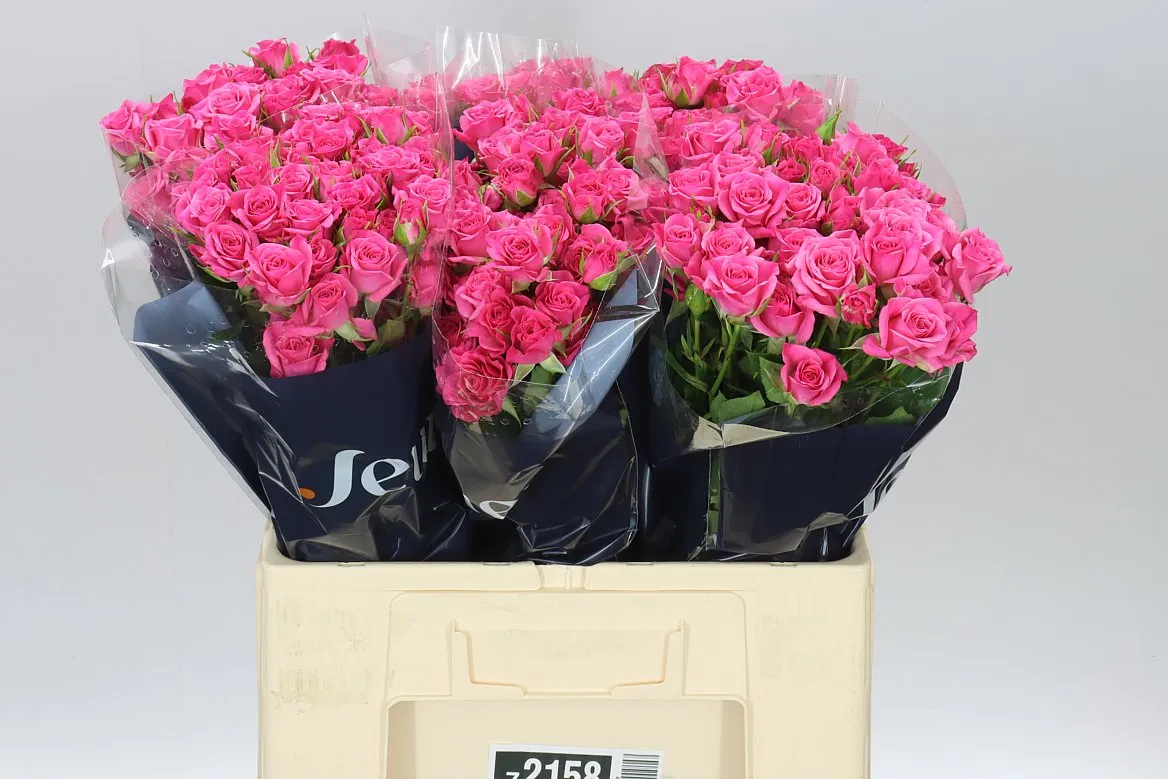 Rosa Tr Lianne • 60 cm