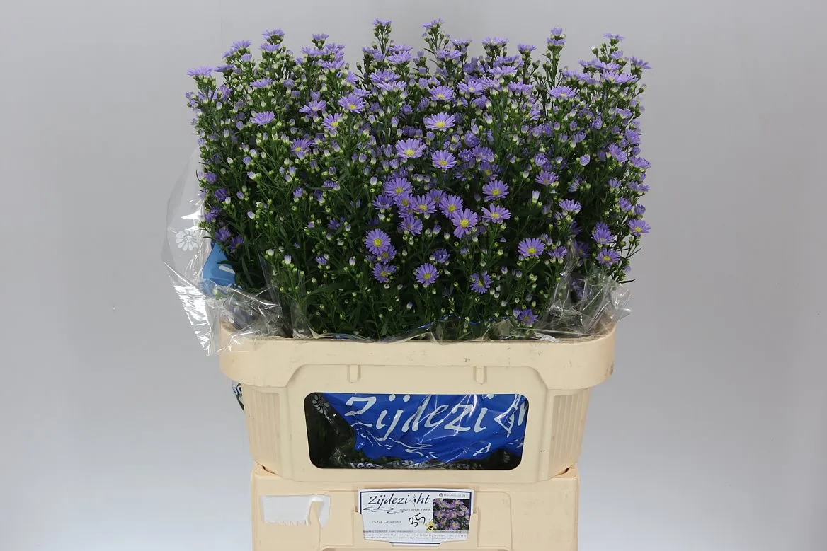 Aster Cassandra • 80 cm