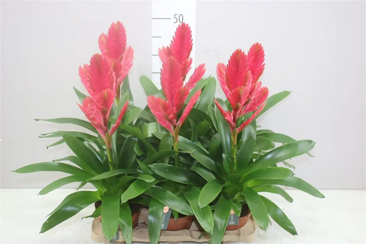 Vriesea Roze • črepník 12 cm