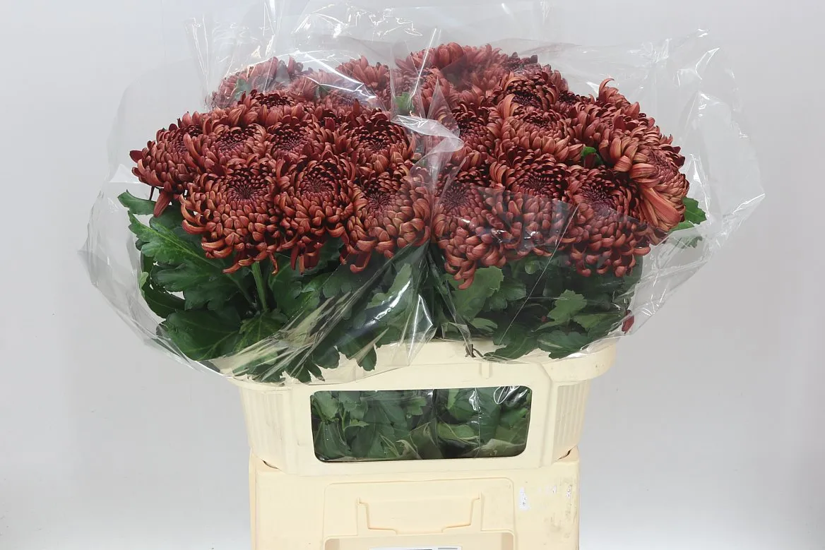 Chryzantéma veľkokvetá Ankara Red • 75 cm