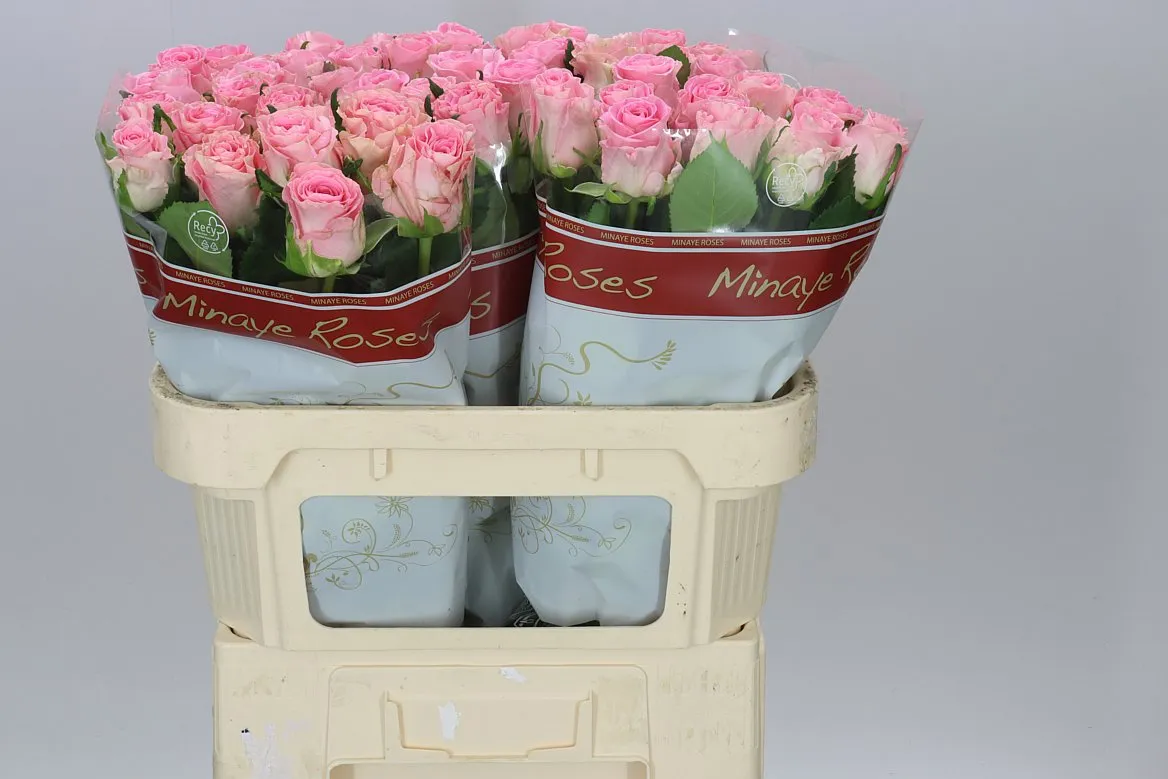Rosa Gr Seductive • 70 cm