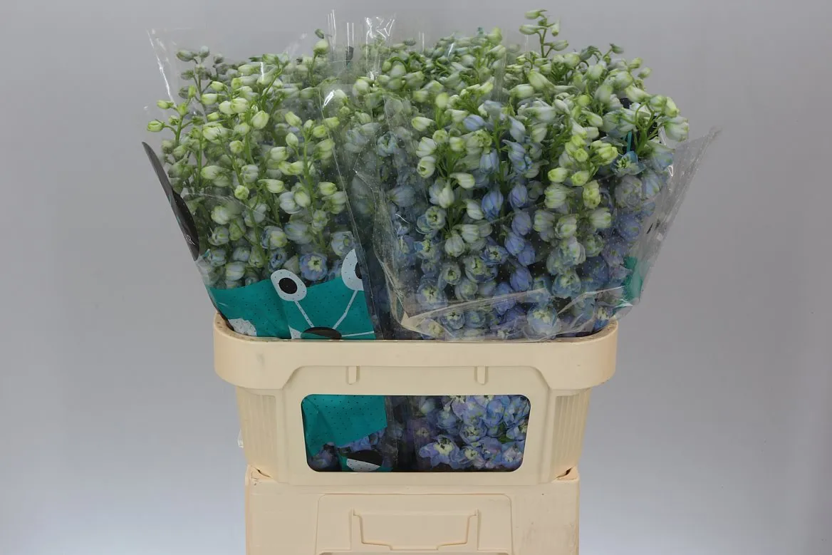 Stračonôžka Elatum Guardian Lavender • 80 cm