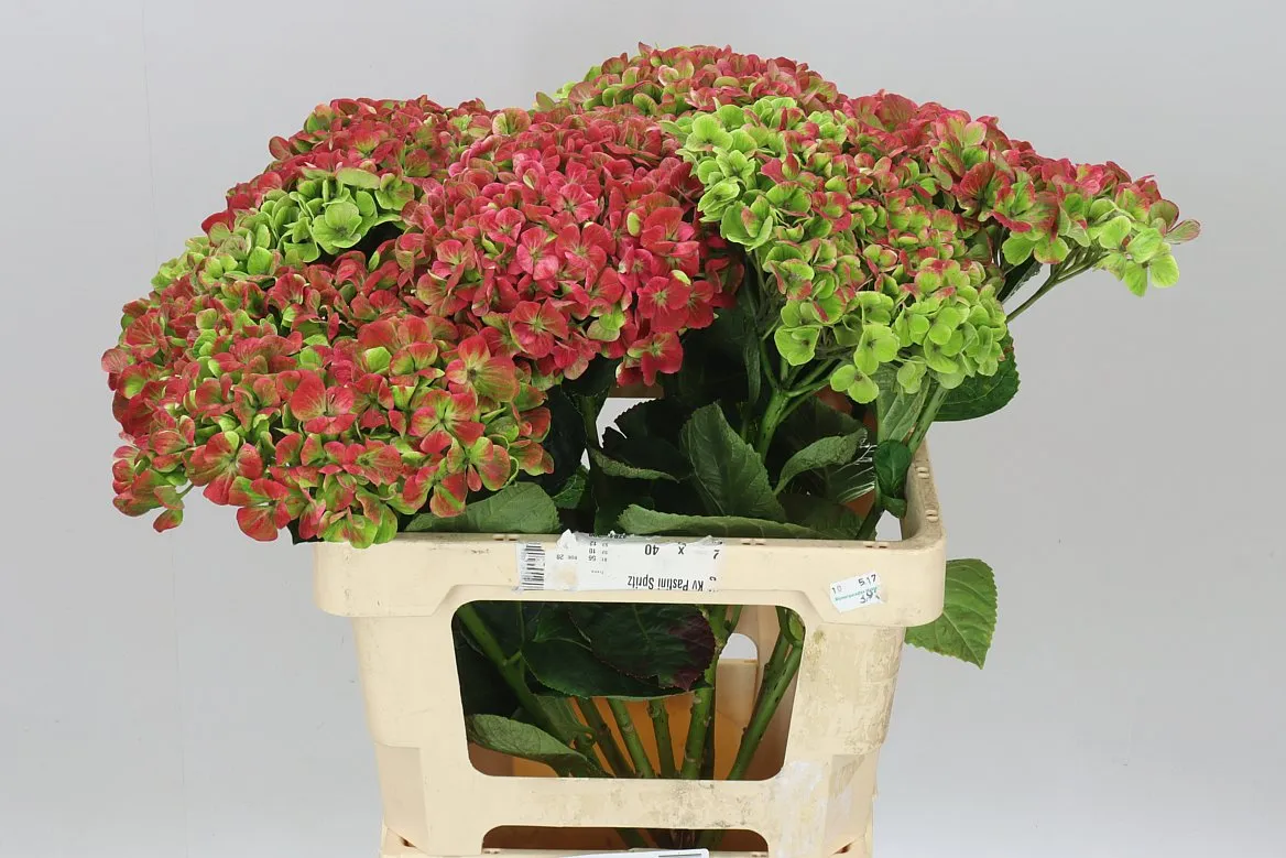 Hyd Coral Classic • 60 cm