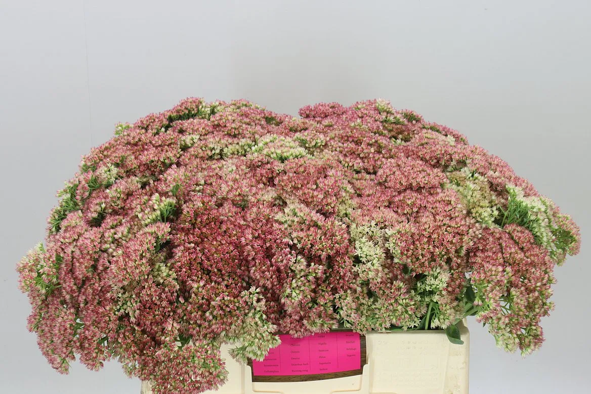 Sedum Herbstfreud • 60 cm