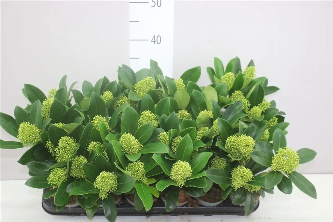 Skimmia Finchy 3+ • črepník 9 cm