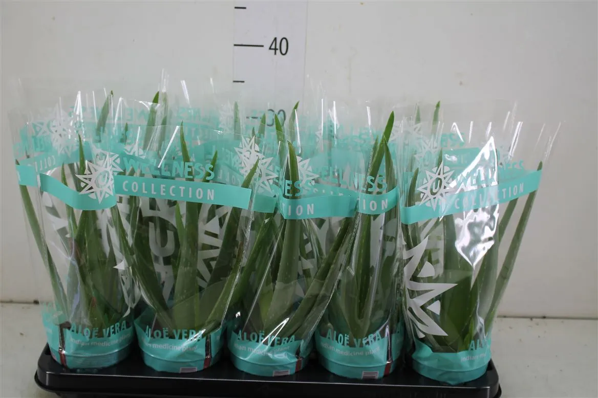 Aloe Vera • črepník 10,5 cm
