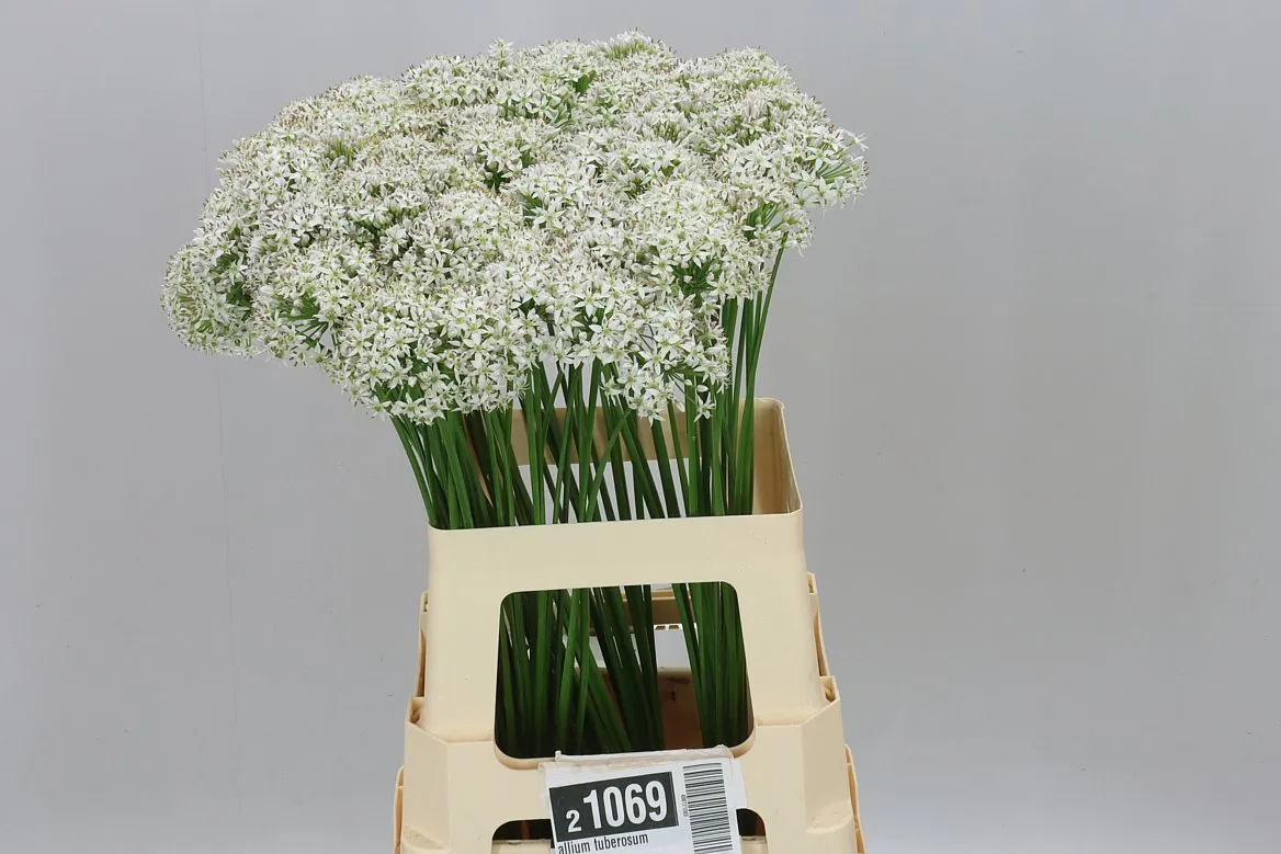 Allium Tuberosum • 65 cm