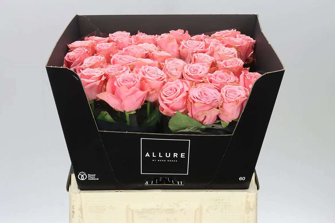 Ruža Sophia Loren Allure • 60 cm