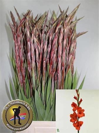 Gladiola Magma Red 100cm • 100 cm