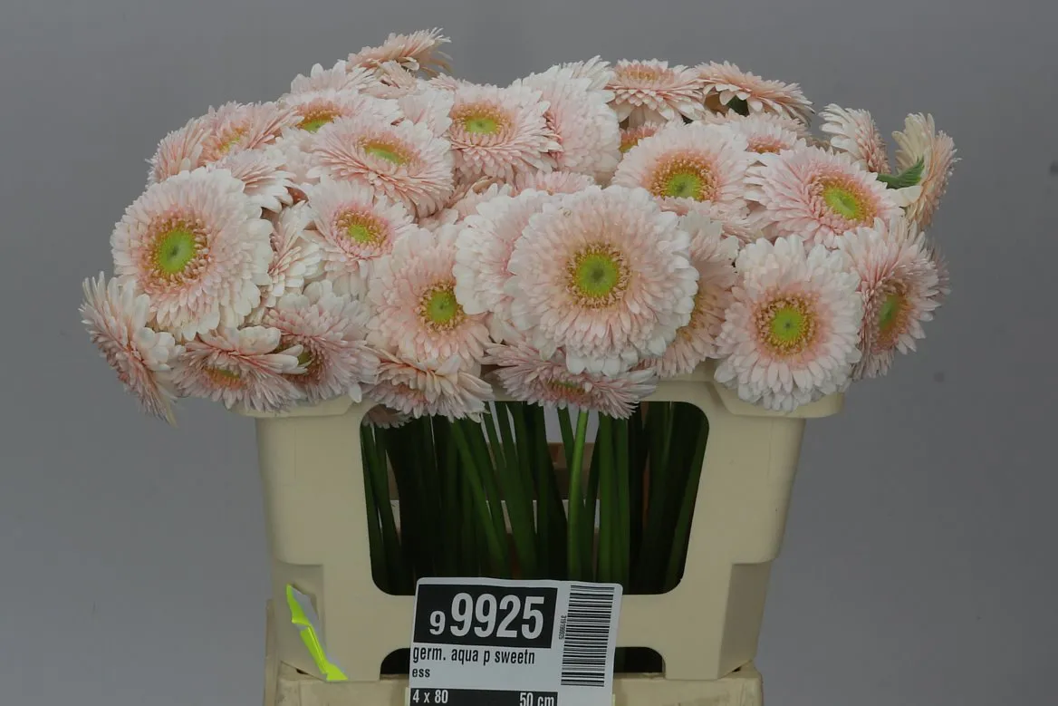 Germini Aqua P Sweetness • 50 cm