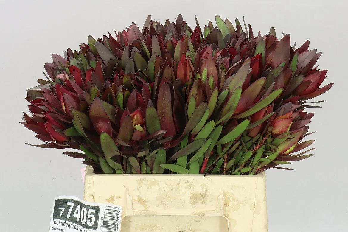 Leucadendron Safari Sunset • 40 cm