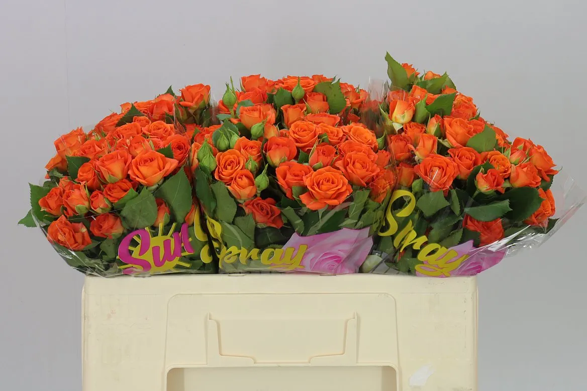 Rosa Tr Babe 2/4 • 50 cm