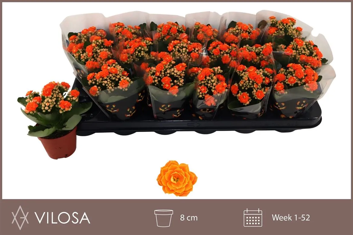 Kalanchoe Calandiva Oranje • črepník 8 cm