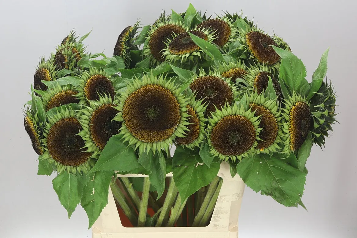 Slnečnica Seed Heads • 80 cm