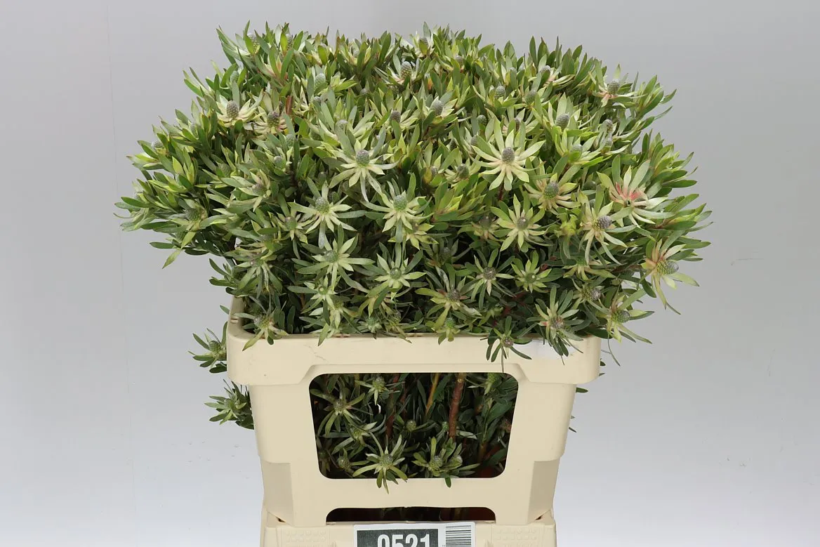 Leucadendron Ayoba Star Pearl • 60 cm