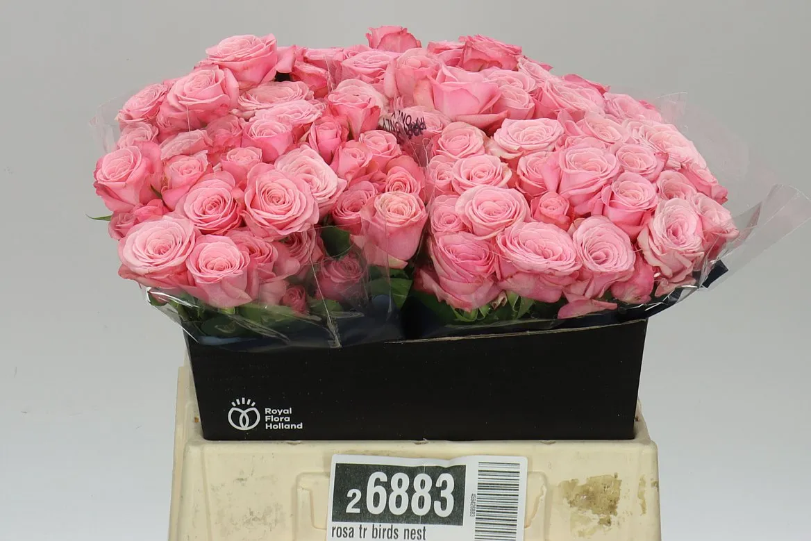 Rosa Tr Birds Nest 2/4 • 40 cm
