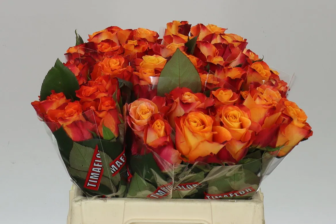 Rosa Gr Mariyo! • 35 cm
